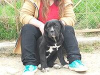 cucciolo cane corso nero